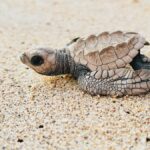 Aeroporto di Acapulco (ACA)