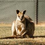 Aeroporto di Canberra (CBR)