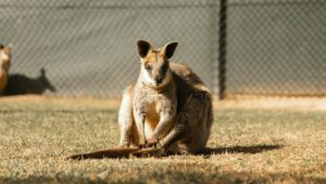 Aeroporto Internazionale di Canberra