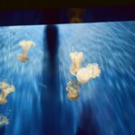 Aeroporto di Genova-Sestri (GOA)