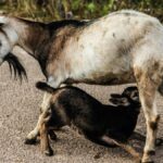 Aeroporto di Luang Prabang (LPQ)